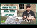 Different Kind of Merle Colors: French Bulldog and Frenchton Puppies