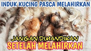 KAPAN INDUK KUCING  BOLEH DIMANDIKAN