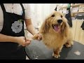 A Peek into the Bubbly Petz Grooming Experience