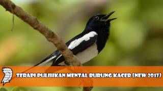 Terapi Pulihkan Mental Burung Kacer New 2020