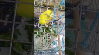 my cute budgies chunnu paalak kaha Raha hain munnu khel Raha hain.