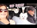 IT'S WORSE THAN WE THOUGHT ~ RIP DAISY 💔