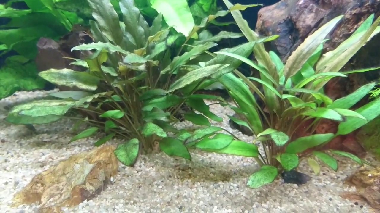 ALGAS PINCEL EN EL 55 LITROS + PUESTA A PUNTO