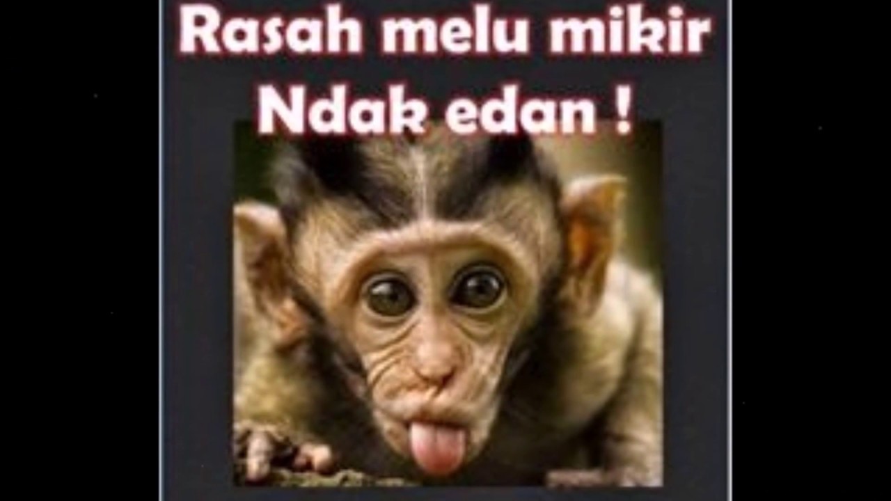 Monyet Lucu 2017 YouTube