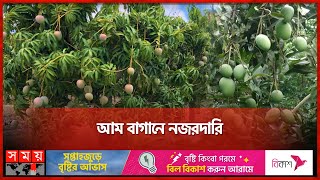 নওগাঁয় আম সংগ্রহের তারিখ বেঁধে দিলো প্রশাসন | Mango | Naogaon | Somoy TV