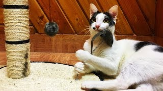 Hetty Cat Plays With Scratching Post by Hetty & Percy 3,433 views 6 years ago 1 minute, 33 seconds