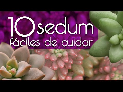 Vídeo: Cultivando Suculentas de Cobretone - Como Cuidar de Plantas de Sedum de Cobretone