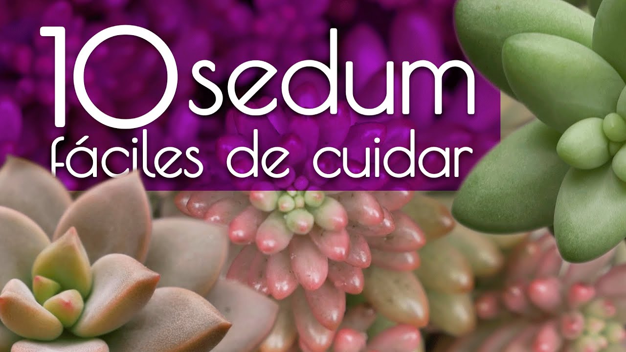 IDENTIFICANDO 10 SEDUM | FACILES DE CUIDAR