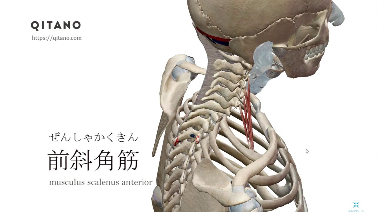 前斜角筋 ぜんしゃかくきん ストレッチ方法 起始停止 作用 Qitano キタノ カラダづくりラボ