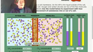 Bio202A Lab3 10 Diffusion, Osmosis, Active Transport Sped