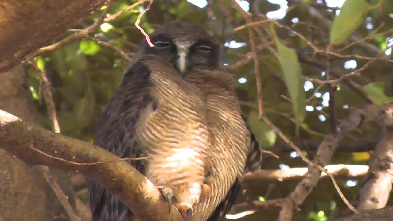 Rufous Owl (Ninox rufa)
