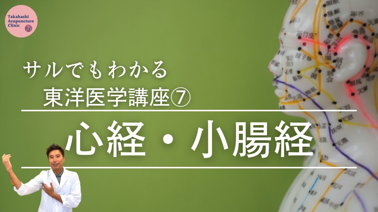 【心経・小腸経】サルでもわかる東洋医学講座⑦【走行と特徴】