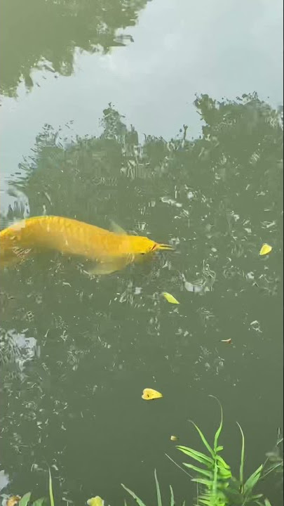 Mancing arwana, ambyar ini. Tapi…