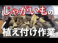 ジャガイモ（キタアカリ）の種イモの植え付け｜種イモのカットから植え方のコツを紹介します。