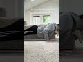 Doing pushups everyday until I can do 100 in a row #pushups #consistency #motivation
