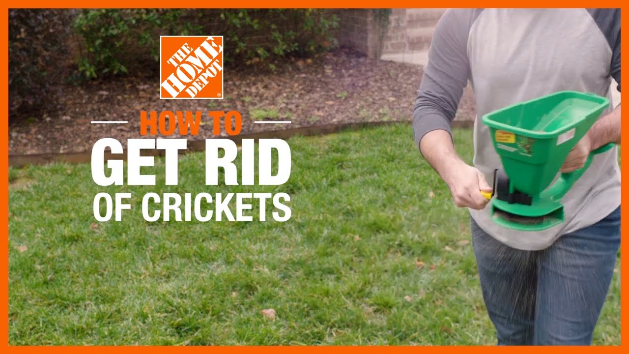 How to Get Rid of Crickets - The Home Depot