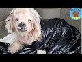 Rescue an Abandoned Little Dog Wrapped In A Garbage Bag And Happy Ending