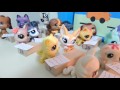 LPS Minişler Sınıfta Karamel TV