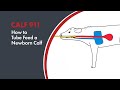 How To Tube Feed Newborn Calves Esophageal Feeding 