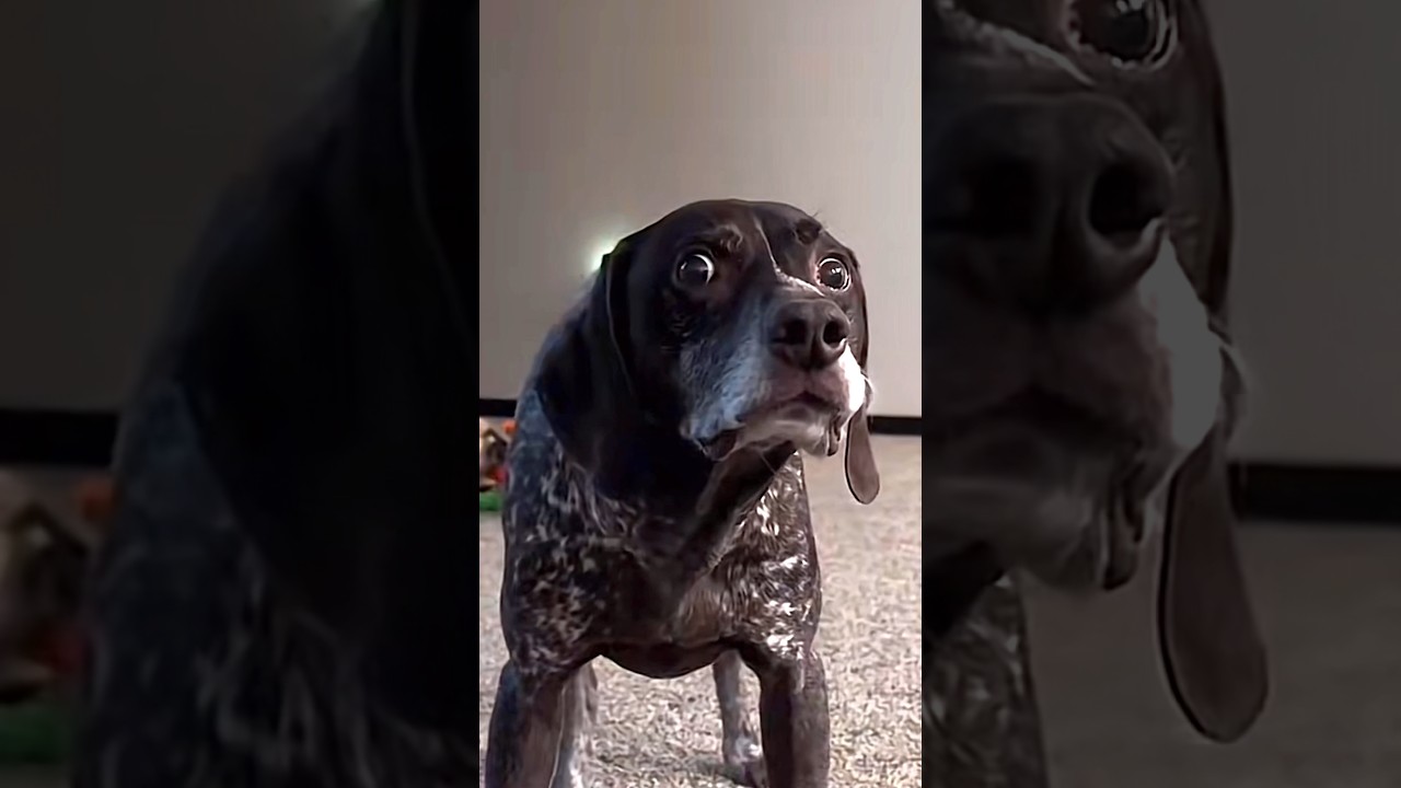 They’re eating the dogs? 