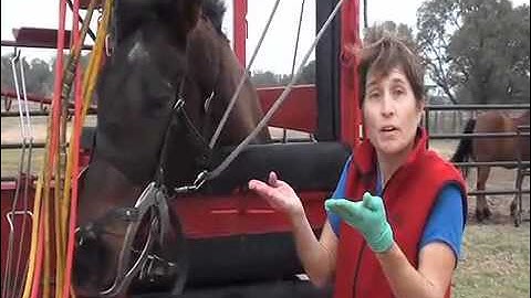 5 Mins in the Life of a Mobile Equine Vet