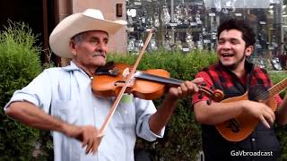 Video thumbnail of "Puros Huapangos por el Trío Tordo Huasteco (El Campechano, Petenera, Zacamandú, Azucena)"