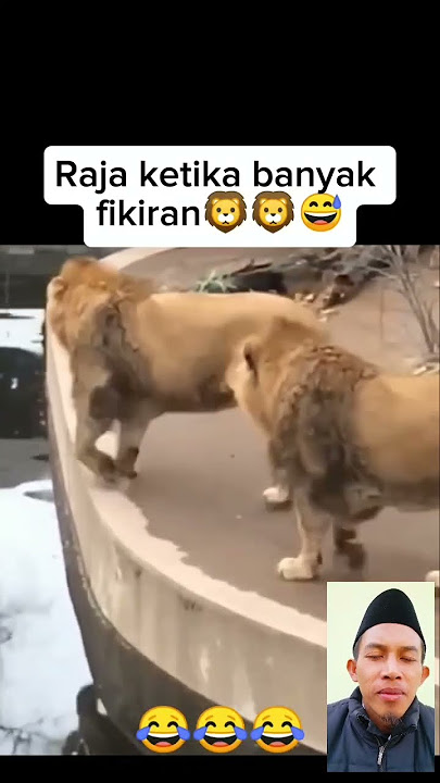 mungkin dia lagi banyak pikiran 🤣🤣🤣 #funny #lucu #hewanlucu #fypyoutube #singalucu #funny #comedy