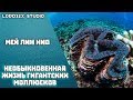 [TED] Мей Лин Нио - Необыкновенная жизнь гигантских моллюсков (2017)