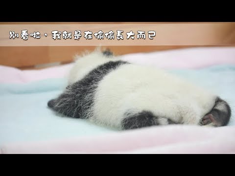 《熊貓早晚安》別看啦，我就是在偷偷長大而已 | iPanda熊貓頻道