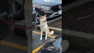 Dog Left Tied to Car Trunk in Parking Lot