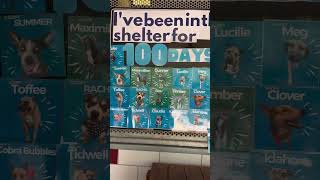 Please Help Us Care For Our Shelter Residents That Have Spent 100+ Days Waiting For Forever Homes