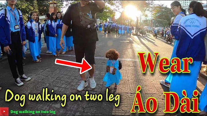 Dog walking on two leg wear aodai go to high school | Dog walking on two leg