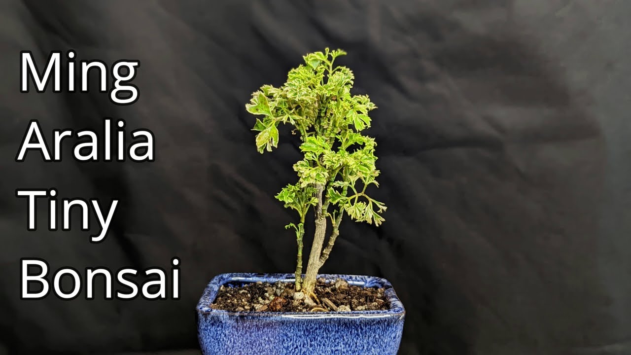 Ming Aralia - Starting A Tiny Tropical Bonsai