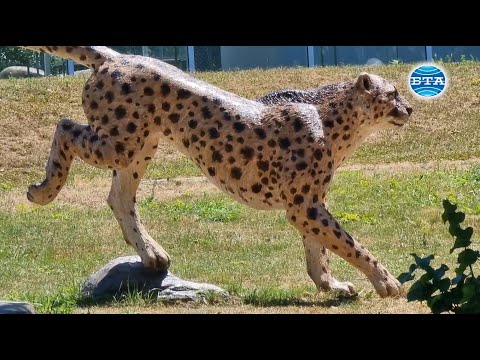 Видео: Кой пръв открива електричеството?