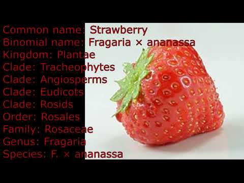 binomial name of