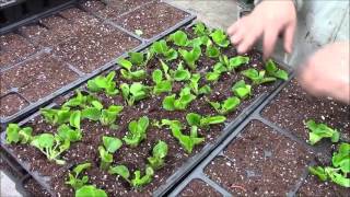 Week 14 at Honeymoon Acres 2016