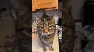 โFeed Me Human!โ โFeed Me Human!โ