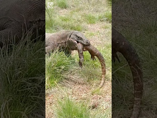 Komodo dragon totally insane 🫣 #komodo #viral #wildlife  #komodoisland  #komodoindonesia class=