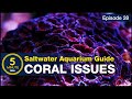 Are your corals dying? The four causes and solutions for saving your corals and reef tank