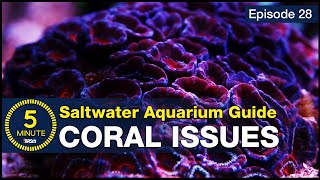 Are your corals dying? The four causes and solutions for saving your corals and reef tank screenshot 5