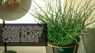 Corkscrew Rush Indoor / Outdoor Plant Care Guide (For Beginners) screenshot 4