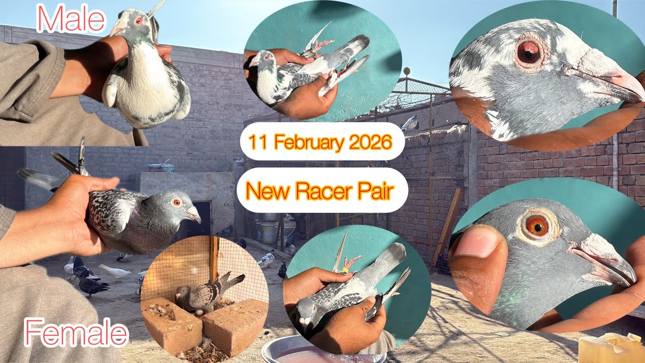 Today Another Racer Pair Ka ShooQ Kiya 11 February 2026 | KHAKHI PIGEONS