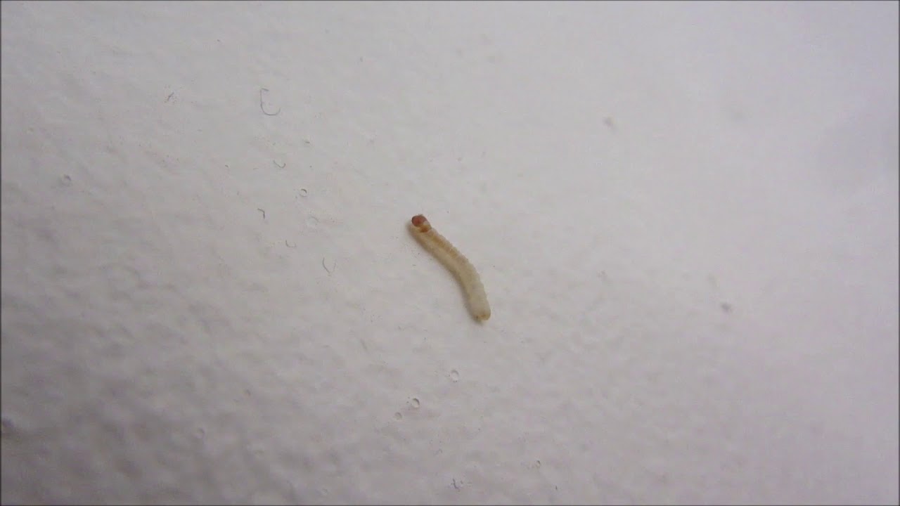 Clothes Moth Larva On The Run - June 2018 | kittikoko - YouTube