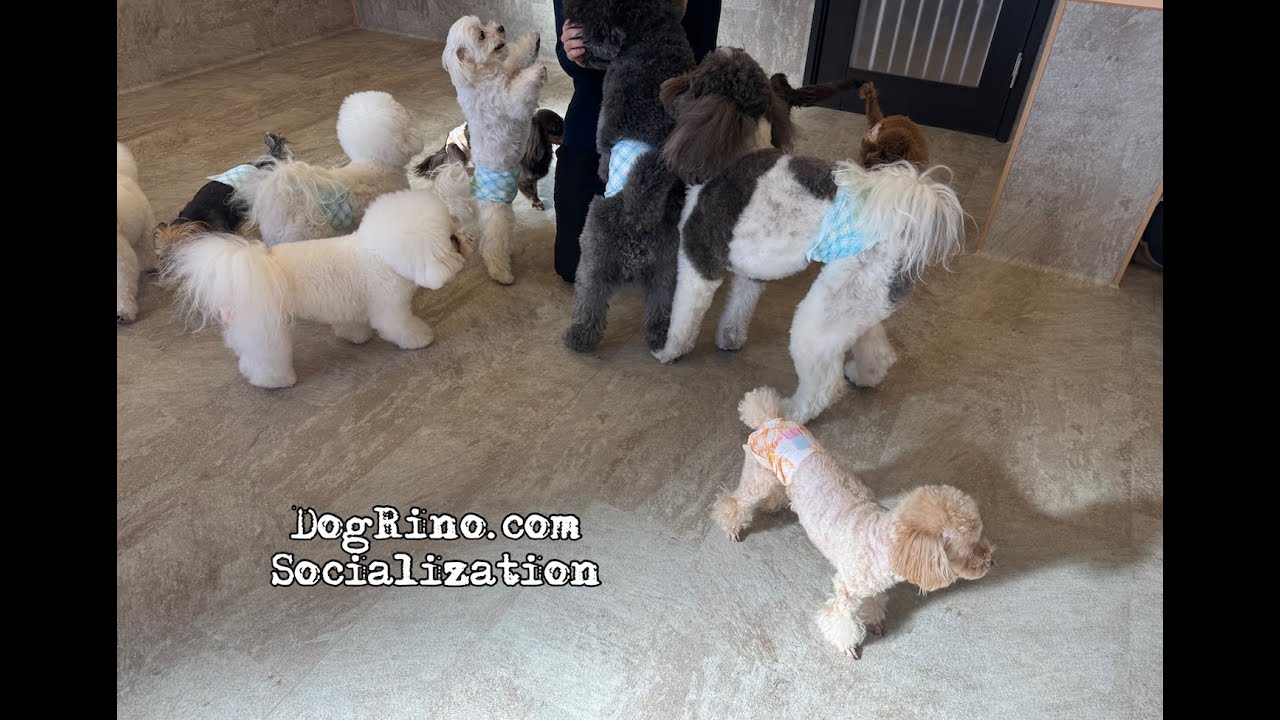 Dog daycare in Japan DogRinho 犬の保育園 20260123 - YouTube