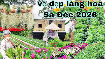 Mở ra vẻ đẹp làng hoa Sa Đéc đón cái tết năm 2026  Festival cận kề 