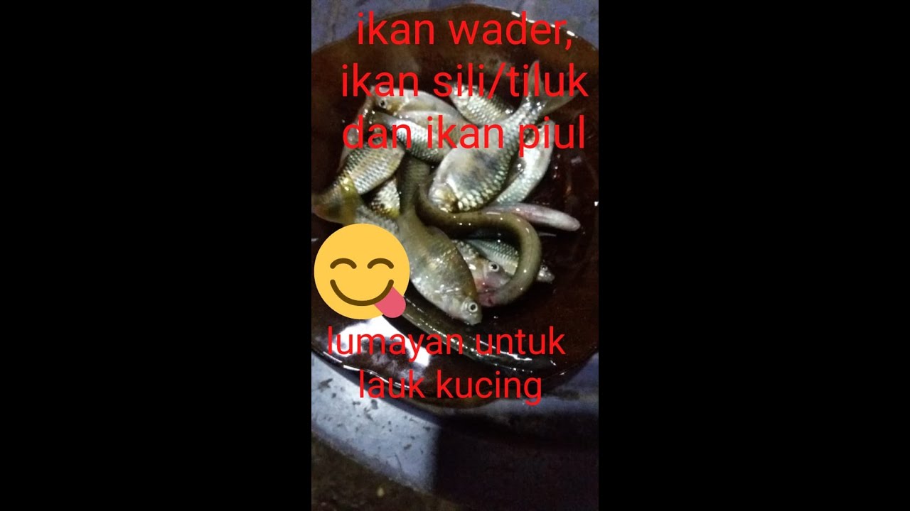 🔴MANCING WADER AIRNYA KERUH