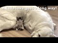 SAAR - Tiny Kitten Loves BIG Dog!