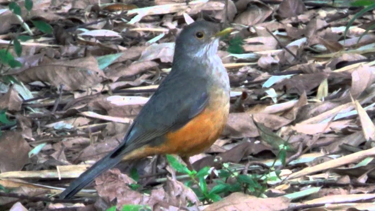 Canto do Sabiá laranjeira, Turdus rufiventris, Rufous-bellied Thrush