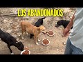 Recien nacidos abandonados no dejan de llorar .. Pero tengo que terminar la misiòn. espero aguenten.