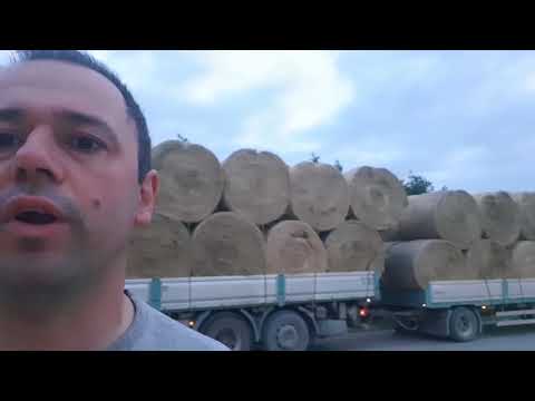 Video: Il triticale fa del buon fieno?